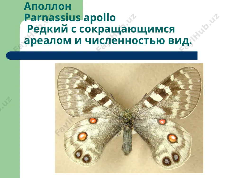 ие: встречается в горных районах краснодарского и ставропольского краев. лимитирующие факторы: сбор как декоративного растения на продажу, промышленные заготовки для получения колхицина, освоение территорий (строительство туристских объектов, дорог). охрана: внесен в списки охраняемых растений. встречается в кавказском биосферном и тебердинском заповедниках. необходимо соблюдать нормы промышленных заготовок с установленным интервалом до трех лет, а также полностью запретить сбор растения населением, установить контроль за состоянием популяций. культивируется во многих ботанических садах страны. пион тонколистный paeonia tenuifolia l. статус: 3. редкий вид. внесен в красную книгу распространение: встречается на северном и северо-западном кавказе в краснодарском крае, ставропольском крае в окрестностях ставрополя и пятигорска. лимитирующие факторы: распашка земель, пастьба скота, повышенная рекреационная нагрузка, сбор на букеты и выкопка корней с различными целями. охрана: внесен в красную книгу ставропольского края. для сохранения вида необходимо запретить сбор и продажу цветов и корней на рынках, создать постоянные заказники для восстановления численности популяций. культивируется во многих ботанических садах. …