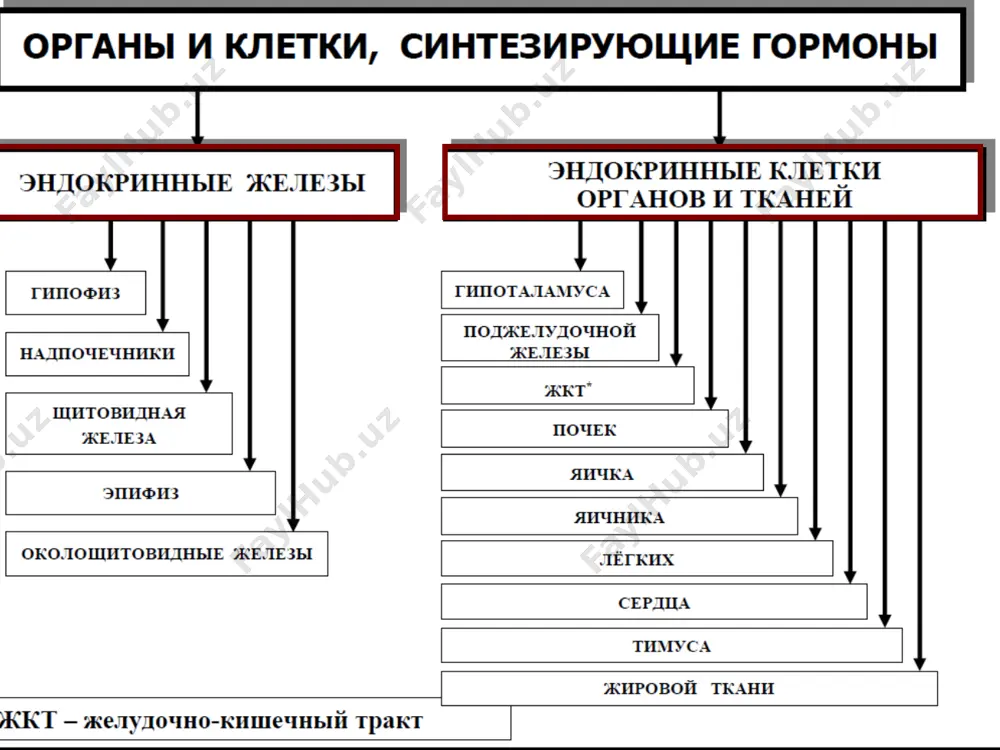 , полиурия, гипотензив реакциялар) -кўриш ўткирлиги пасайиши -бош оғриғи (бош мия ичи босими ортиши) полигормонал етишмовчилик белгилари гипофиз гормонлари дефицити натижасида полигормонал етишмовчилик соматотропин:тана массаси камайиши, тери ўзгариши, суякда дистрофия. ттг: гипофизар гипотиреоз-ҳолсизлик, апатия гиподинамия: интеллект пасайиши жисмоний фаоллик пасайиши органларда дистрофик ўзгаришлар гонадотропин -евнухоидизм -аёллар инфантилизми -гипофизар семизлик -адепозогенитал дистрофия кортикотропин: гипофизар гипокортицизм: умумий ҳолсизлик, мушакли гипотония, гиподинамия, инфекцияларга резистентлик пасайиши, артериал гипотензия, гипогликемия психик бузилишлар гипоталамо- гипофизар етишмовчилик нинг барча турларида кузатилади: характерланади: апатия ва атроф муҳит билан алоқага киришмаслик депрессия ҳодисаларни баҳолашнинг ҳиссий даражасининг пасайиши руҳий бузилишлар (масалан, галлюцинациялар, параноид психоз) гиперпитуитаризм аденогипофиз патологияси типик шакли, унинг бир ёки бир неча гормонларининг таркиби ёки таъсирининг ортиқча бўлиши билан характерланади. сабаблари: гипофиз олдинги бўлаги аденомаси аденогипофиз ёмон сифатли ўсмаси гипоталамус патологияси (либерин ва статинлар гиперпродукцияси) гипофиз аденомаси классификацияси функционирланган (гормонлар гиперсекрецияси мусбат симптомлар билан) функционирланмаган (гормонлар продукцияси симптомларсиз) микроаденома-ўсма ўлчами 1 см дан ошмайди макроаденома-ўсма ўлчами 1 см …