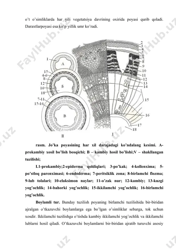 g tashqi qavatlari periderma hisoblanib, u po’kak, po’kak kambiysi va fellodermalardan tashkil topadi. ba’zan po’kak yuzasida epiderma qoldiqlari kuzatiladi. u ham keyinchalik tushib ketadi. periderma ostida o’sish konusidagi birlamchi meristemaning ajralishi natijasida hosil bo’lgan birlamchi po’stloq elementlari joylashadi. uni kollenxima, xloroplastlar, krkxmal donachalari va druzlarga ega bo’lgan asosiy parenxima hujayralari kiradi. poyaning markaziga yaqinroq joyda kambiy faoliyati natijasida hosil bo’lgan ikkilamchi po’stloq ajratiladi. ikkilamchi po’stloqda trapetsiya shaklida lub tolalari bilan elaksimon naylar yo’ldosh hujayralar va lub parenximasi bilan navbatlashgan lub bo’laklari ko’rinib turadi. elaksimon naylar daraxt poyalarida 2 – 3 yil faolik ko’rsatadi, keyinchalik u moddalarni o’tkazish xususiyatini yo’qotadi va yangisi bilan almashinadi. lub uchastkalari orasidan asosiy parenxima hujayralardan tashkil topgan birlamchi va ikkilamchi o’zak nurlari o’tadi. ularning hujayralari ko’pincha kraxmal, moy, shakar kabi oziq moddalarni saqlaydi. o’zak nurlari orqali poyaning o’zagi bilan chekka qismlarida joylashgan to’qimalar (po’stloq) bilan aloqa bog’lanadi. yog’ochlik. u naylar, traxeidlar, yog’ochlik parenximasi va libriformdan iborat. …