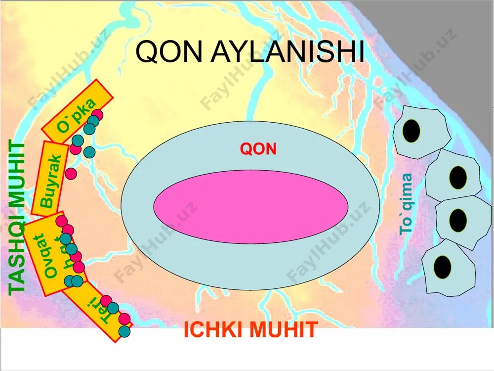 katlantiruvchi bul’bar markaz tomirlar faoliyatini reflektor boshqarilishi uzunchoq miyaning tomir toraytiruvchi markazidan impulslar simpatik nerv tizimining markazlariga keladi. oralis miyadagi gipotalamusning muayyan qismlariga ta’sir etilganda arteriyalar torayib, qon bosimi ko’tarilgan. bosh miya yarimsharlari po’stlog’i shartli reflektor yo’l bilan tomirlarga ta’sir etadi. tomirlar faoliyatini gumoral boshqarilishi arenalin va noradrenalin buyrak usti bezlari mag’iz qavatining gormonlari teri, qorin bo’shligi a’zolari va o’pkaning arteriya hamda arteriolalarini toraytiradi. vazopressin gipofiz orqa bo’lagining gormoni arteriolalar va kapillyarlarga ta’sir etadi. serotonin ichak shilliq pardasida, bosh miyada va trombostit-lar parchalanishidan hosil bo’ladi- tomirlarni toraytirib, shi-kastlangan tomirdan qon ketishini to’xtatishda ishtirok etadi. renin maxsus tomir toraytiruvchi modda bo’lib,buyraklarda hosil bo’ladi. ab pasayadi nofaol peptidlar ангиотензин i angiotenzinaza renin ангиотензиноген (α2–глобулин) ангиотензин ii tomir toraytiruvchi ta’sir simpatik nerv tizimini faollashtiradi chanqoqlikni chaqiradi al’dosteron chiqishini jadallashtiradi kanalchalarda na+ reabsorsiyasini kuchaytiradi tomirlarni kengaytiruvchi moddalar gistamin bradikinin prostoglandin medullin-buyrakning maғiz moddasida ishlab chiqariladigan lipid modda bo’lib, qon tomirlarga kengaytirkvchi ta’sir ko’rsatadi. 24 …