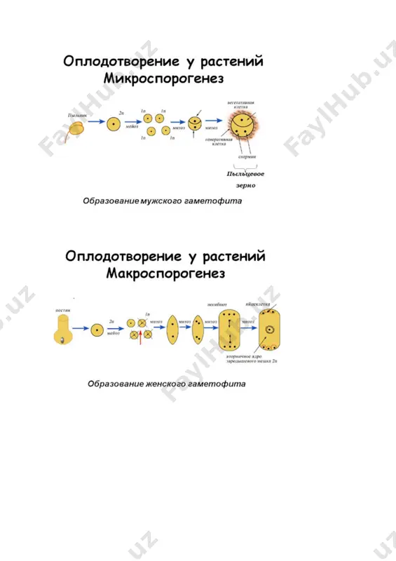 гулли ўсимликларда гаметогенез ва қўш уруғланиш - Page 4