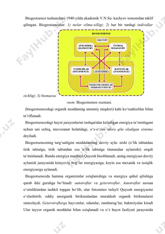 uruhga bo‘linadi: autotroflar va geterotroflar. autotroflar asosan o‘simliklardan tashkil topgan bo‘lib, ular fotosintez tufayli quyosh energiyasini o‘zlashtirib, oddiy anorganik birikmalardan murakkab organik birikmalarni sintezlaydi. geterotroflarga hayvonlar, odamlar, zamburug‘lar, bakteriyalar kiradi ular tayyor organik moddalar bilan oziqlanadi va o‘z hayot faoliyati jarayonida oddiy birikmalarga parchalaydi. bu moddalar o‘z navbatida tabiatga qaytariladi va autotroflar tomonidan yana moddalar davriy aylanishiga jalb qilinadi. biotsenoz quyidagi asosiy tarkibiy qismlardan tashkil topadi: 1) produtsentlar (hosil qiluvchilar); 2) konsumentlar (iste’mol qi luvc hilar); 3) redutsentlar yoki destruktorlar (parchalovchilar). produtsentlar autotrof organizmlar bo‘lib, quruqlikdagi va suvdagi yashil o‘simliklar hisoblanadi. sintezlangan organik moddaning bir qismi konsumentlar — geterotroflar, o‘txo‘r hayvonlar tomonidan iste’mol qilinadi. ular esa o‘z navbatida go‘shtxo‘r hayvonlar va odamlar uchun oziq hisoblanadi. redutsentlar ham geterotroflar hisoblanadi. ular asosan mikroorganizmlardan tashkil topib, hayvon va o‘simliklarning o‘lik tanasini parchalab, organik moddalarni oddiy anorganik moddalarga parchalaydi. organik moddalarning ko‘p qismi darhol parchalanmay, yog‘och, tuproqning organik qismi, suvdagi cho‘kmalar sifatida saqlanadi. …