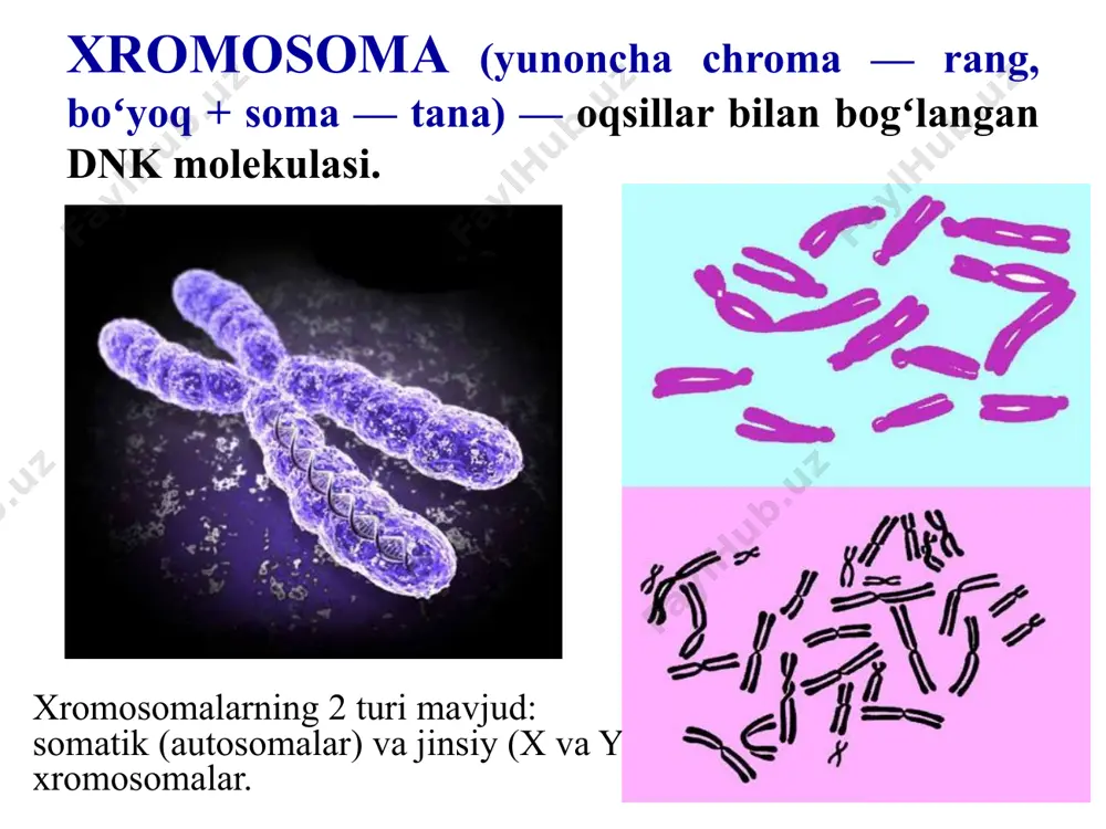 ishini sintez qilish orqali hujayradagi jarayonlarni tartibga soladi. xromosomalarning diploid toplami ikki jinsli hayvonlar va o'simliklarning tana hujayralarida har bir xromosoma ikkita gomologik xromosoma bilan ifodalanadi, ulardan biri onadan, ikkinchisi esa ota organizmidan. ushbu xromosomalar to'plami diploid ( er-xotin ) deb ataladi. xromosomalarning diploid toplami komar – 6 perch - 28 bee - 32 cho'chqa - 38 rhesus makakus -42 quyon - 44 quyon - 44 odam - 46 shimpanze - 48 ram - 54 eshak - 62 ot - 64 tovuq - 78 xromosomalarning gaploid toplami meyoz natijasida hosil bo'lgan jinsiy hujayralar ikkita gomologik xromosomadan faqat bittasini o'z ichiga oladi. ushbu xromosomalar to'plami haploid ( yagona) deb ataladi. kariotyp - xromosomalar soni, hajmi va morfologiyasining yig'indisi . o'simliklar va hayvonlarning har bir turi o'ziga xos karyotipga ega. xromosomalarni o'rganish uchun karyotiplash usuli qo'llaniladi. (a) rasmda inson xromosomalarining metafaza plitasi ko'rsatilgan. shakl ( b ) inson xromosomalarining joylashishini ko'rsatadi (xromosomalarning …