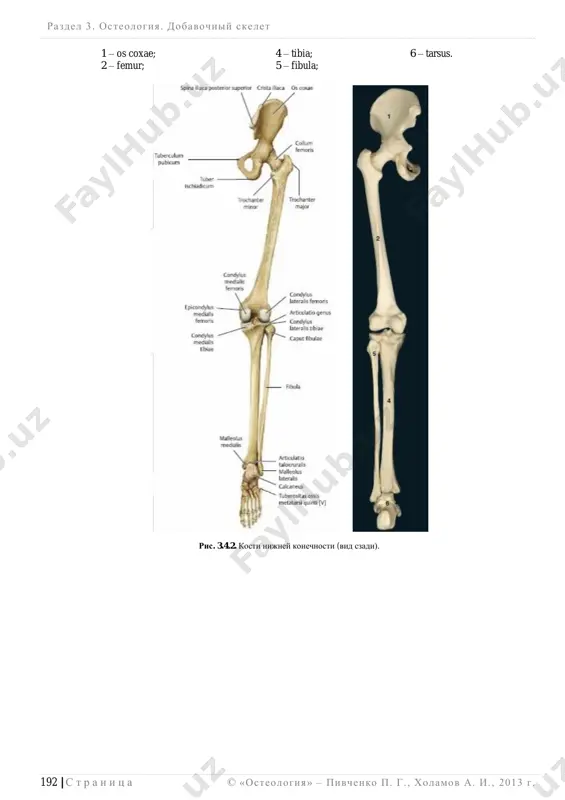 i ts a ris. 3.4.3. kosti nijney konechnosti (sleva – vid sboku; sprava – palpiruemie obrazovaniya otmecheni krasnim). razdel 3 . osteologiya. dobavochniy skelet ______________________________________________________________________________________________________________________________________________________________________________ 194 | s t r a n i ts a © «osteologiya» – pivchenko p. g. , xolamov a. i. , 2013 g. chast 2: razvitie skeleta nijney konechnosti vse kosti nijney konechnosti proxodyat 3 stadii razvitiya: pereponchatuyu; xryashevuyu; kostnuyu. tazovaya kost pervaya tochka okosteneniya poyavlyaetsya na 4-m mesyatse embriogeneza v tele seda- lishnoy kosti; na 5-m mesyatse  v tele lobkovoy kosti i na 6-m mesyatse  v tele podvzdoshnoy kosti. na 1219 god jizni poyavlyayutsya vtorichnie tochki okosteneniya v podvzdoshnoy, lobkovoy i sedalishnoy kostyax. xryash mejdu telami etix kostey v oblasti vertlujnoy vpadini (y-obrazniy xryash) zameshaetsya kostnoy tkanyu k 16 godam jizni; srastanie vtorichnix to- chek okosteneniya s tazovoy kostyu proisxodit k 2225 godam. bedrennaya kost pervaya tochka okosteneniya poyavlyaetsya v kontse 2-go …