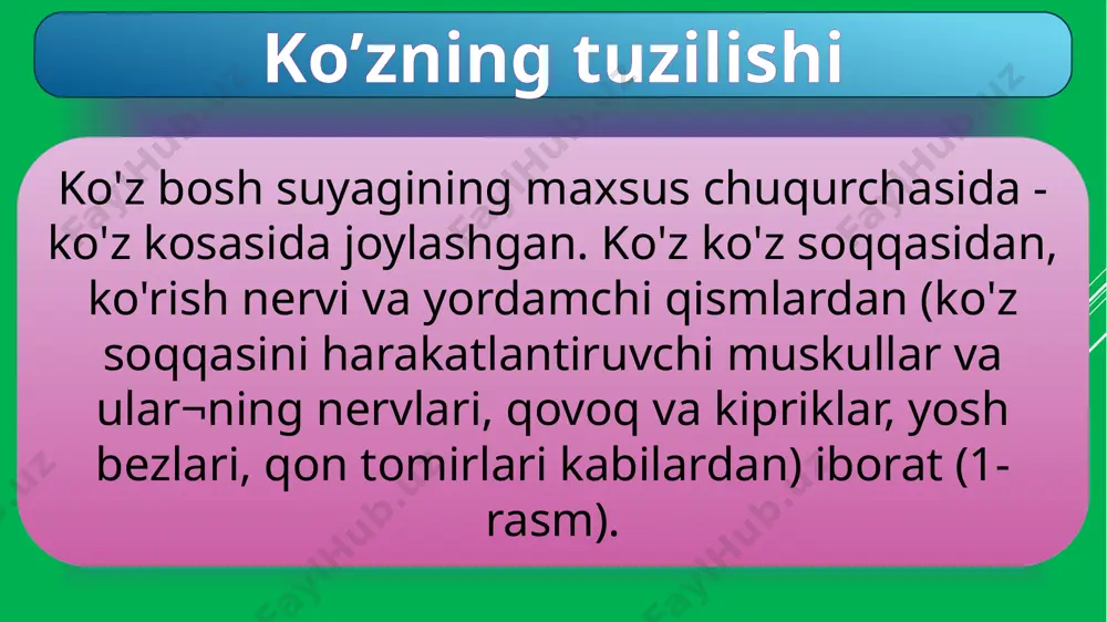 olasi kiradigan teshikcha bo'lib, u orqali ko'rish nervi to'rsimon pardaga o'tadi va mayda tolachalarga bo'linib, tayoqchasimon va kolbachasimon retseptorlarga tutashadi. ko'z soqqasining ichki qismi ko'z soqqasining ichki qismi ko'z gavhari, ko'z ichi suyuqligi va shishasimon tanadan iborat. bularning hammasi tiniq, shishasimon bo'lib, ko'zga tushadigan yorug'lik nurini sindirish xususiyatiga ega. ko'rish nervining mayda tolachalari ko'z soqqasi ichki to'rsillion pardasining orqa yuzasida joylashgan tayoqchasimon va kolbachasimon retseptorlar (hujayralar) bilan tutashgan bo'lib, ulardagi qo'zg'alishni qabul qiladi. nerv tolachalari birlashib, ko'rish nervi tolasini hosil qiladi va u to'rsimon pardaning orqa qismida joylashgan maxsus teshikcha orqali bosh miyaga kiradi. u oldin o'rta miyaga va oraliq miyaning ko'rish do'mbog'iga boradi. so'ngra bosh miyaning o'tkazuvchi yo'llariga birlashib, bosh miya po'stlog'ining ensa qismida joylashgan ko'rish markazining nerv hujayralariga tutashadi (2-rasm). 2-rasm. ko'rish analizatorining qismlari: 1- ko'z to'r pardasida joylashgan yorug'lik sezuvchi hujayralar (ko'rish analizatorining periferik qismi-retseptorlar); 2- ko'rish nervi (ko'rish analizatorining o'tkazuvchi qismi); 3- bosh miya po'stlog'ining ensa …