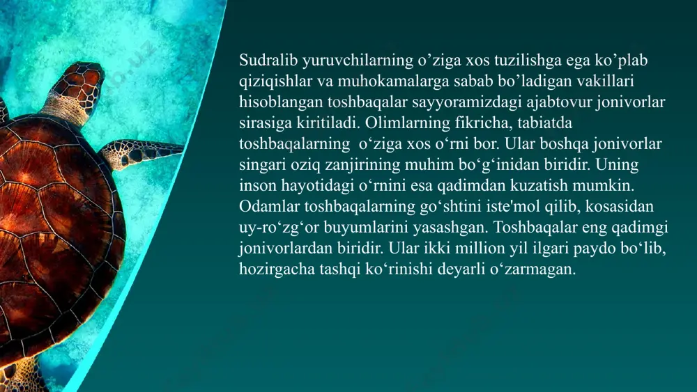 ovlanadi. yashirinbo’yinli toshbaqalar avstraliyaning shimoliy va shimoli-sharqiy qismida yashaydi. dengiz bodringlari, molluskalar, meduzalar, krevetkalar, boshqa umurtqasizlar hamda dengiz suvo’tlari bilan oziqlanadi. ular bir mavsumda 3-4 marotaba 50-55 tadan tuxum qo’yadilar. tuxumlari nisbatan yirik, inkubatsion davri 55 kunni tashkil etadi. har 2-3 yilda bir ko’payadi, tuxumlarini avstraliya qirg’oqlariga qo’yadi. erkak toshbaqalar dengizga chiqib ketganidan so’ng hech qachon quruqlikka qaytmaydi. urug’lanish jarayoni suvda kechadi. ushbu toshbaqa turi qirilib ketish xavfi ostida turgan tur bo’lib, xalqaro qizil kitobga kiritilgan. avstraliya yashil toshbaqasi loggerxed yoki karetta – caretta caretta voyaga yetgan toshbaqaning uzunligi 70 – 95 sm, og’irligi 80 – 200 kg atrofida bo’ladi. kosasi yuraksimon shaklda, rangi jigarrang, qizg’ish-jigarrang va zaytunsimon rangda bo’ladi. asosan qisqichbaqasimonlar va molluskalar bilan, shuningdek baliqlar, meduzalar va bulutlar bilan oziqlanadi. urg’ochilari yoz va kuzgi mavsumda 4-5 marotaba diametri 4 sm bo’lgan 100 – 126 ta yumaloq tuxum qo’yadilar. yosh toshbaqalar tuxumdan 1-2 oyda chiqadilar, shundan so’ng gala bo’lib …