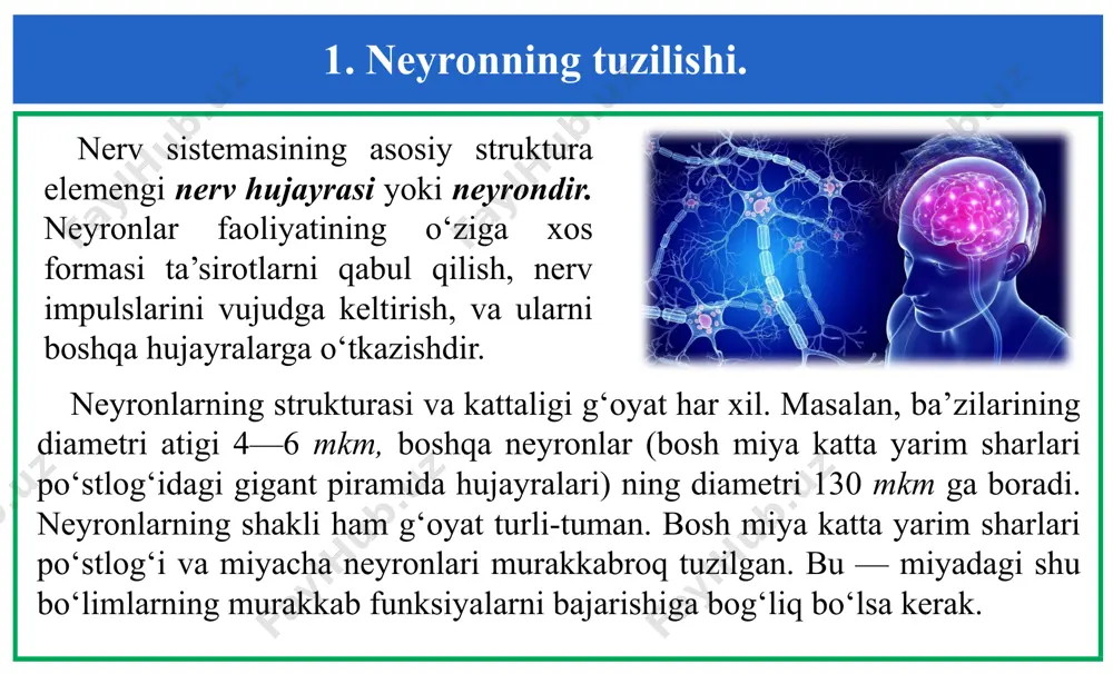 az qilishadi. bu moddalar periferik aksonlar tugaydigan muskul yoki bez hujayralariga sinapslar orqali diffuziyalanib o‘tishi ham mumkin degan fikr bor. 2. neyrogliya va uning ahamiyati. nerv hujayralari ishlab turishi uchun normal sharoit tug‘dirishda neyrogliya muhim rol o‘ynaydi. neyrogliya hujayralari va ularning o‘siqlari neyronlarni hamma tomondan o‘rab turar ekan, birinchidan, mexanik—tayanch funksiyasini o‘taydi, ikkinchidan, nerv hujayralarining bir-biridan elektr izolyasiyasini ta’minlaydi. neyrogliya neyronlarning moddalar almashinuvini ham boshqaradi deb faraz qilishadi. gliya mayda, turli shaklli, ixtisoslashgan hujayra boʻlib, ular neyronlar hamda kapilyarlar oraligʻini toʻldiradi. gliya atamasi grekcha boʻlib yelimni anglatadi. 2. neyrogliya va uning ahamiyati. 1. astrogliya (makrogliya) - asosan tayanch va kapilyardan zarur moddalarni neyronga tashish vazifasini bajaradi. astrositlar mns ning sirtqi va ichki yuzasida keng tarqalgan. gliya hujayralari astrogliya (makrogliya) marginal neyrogliya pereferik neyrogliya ependimal neyrogliya mikrogliya 2. neyrogliya va uning ahamiyati. 2. marginal neyrogliya - nerv nayining ichki va sirtqi qatlamlarida uchraydi. nerv tolalari oraligʻida joylashib, mielin qobiqlarini hosil qiladi. …