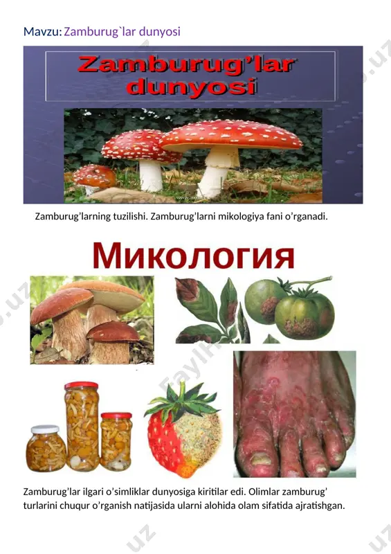 arga qo'zidumba (sham- pinion), oq qo'ziqorin va boshqalar kiradi (24-rasm). ularni taom tayyorlashdan oldin 5-7 daqiqa qaynatib, suvini to‘kib yuborish kerak. chunki zamburug'lar qaynatilganda tarkibidagi zaharli mod- dalar suvga chiqib ketadi. zaharli turlariga qizil muxomor, sariq soxta qo'ziqorinlar kiradi. ularni iste’mol qilgan odam zaharlanishi mumkin. 4)parazit zamburug'larga qorakuya, zang zamburug'i, ver- titsillium zamburug'lari kiradi. qorakuya zamburug'i boshoqdosh- lar oilasi vakillarining boshog'ida parazitlik qilib, qora kukun hosil qiladi a). kasallangan o'simlik doni puch bo'lib qoladi. vilt kasalligini vertitsillium zamburug'i keltirib chiqaradi. bu zam- burug' o'simlikning o'tkazuvchi qismida parazitlik qilib, barglari va poyasining so'lib qolishiga olib keladi. zang zamburug'i - o'simlikda zangga o'xshash dog' hosil qiladi. agar parazit zam- burug'larga qarshi o'z vaqtida kurash olib borilmasa, tez tarqalib, o'simliklarni nobud qiladi. bakteriyalarda bo'lgani kabi zamburug'larning ham foydali va zararli turlari mavjud. odamlar foydali zamburug'lardan ko'proq oziq-ovqat sanoatida foydalanadilar. ular zararli zamburug’larga qarshi kurashish usullarini ishlab chiqib o’simliklarni himoya qiladilar. mustahkamlash uchun savollar …