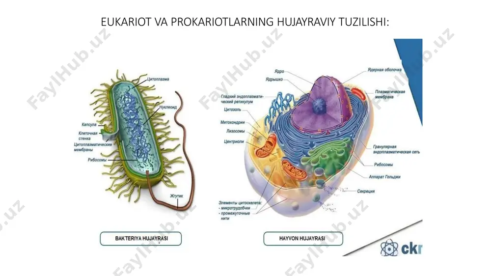 ’simlikdagi va cho’chqadagi mikoplazma kasalligi alomatlari mikoplazmalar: мikoplazmalar ichida eng yaxshi o’rganilgani, erkin holda hayot kechiruvchi mycoplasma laidlawudir. g.morovin va m.turtelen (1964) electron mikroskopda ko’rib, to’rt xil hujayrasi mavjudligini aniqlagan: 1) elementar tanasi; 2)oraliq hujayralar; 3)yirik hujayaralar; 4)ichida elementar tanasi bo’lagan yirik hujayralar. mycoplasma laidlawu mikoplazmalar: mikoplazmalar odam va boshqa umurtqalilar orasida keng tarqalgan. mikoplazmalarning o’ziga xos xususiyatlari quyidagilardan iborat: а) hujayralari polimorf, diametri 0,1 —1,0 mkm; b) hujayralari uch qavatli membrana bilan o’ralgan; v) bakteriya ribosomalariga o’xshahsh ribosomalari mavjud; g) hujyaralarida rnk va dnk bor. dnk qo’sh spirally, molekulyar og’irligi 4×108 dan 1×109 gacha; d) suniy ozuqa muhitida o’sadi, agarli muhitda mayda koloniayalar hosil qiladi; е) penisilinga chidamli, lekin tetrasiklinga sezgir; mikoplazmalar: o‘simliklarda uchraydigan mikoplazmalar — mlo ni birinchi bo‘lib, yaponiyalik olimlar aniqlaganlar. ular qo‘qongulning sariq kasalligi, tut daraxtining pakanaligi va kasalliklarning boshqa sababchilarini elektron mikroskopda ko‘rib, mikoplazmalarga o‘xshash hujayralar borligini kuzatganlar. kasallangan tut ko‘chatlariga tetrasiklin ta’sir ettirilgach, kasallik …
