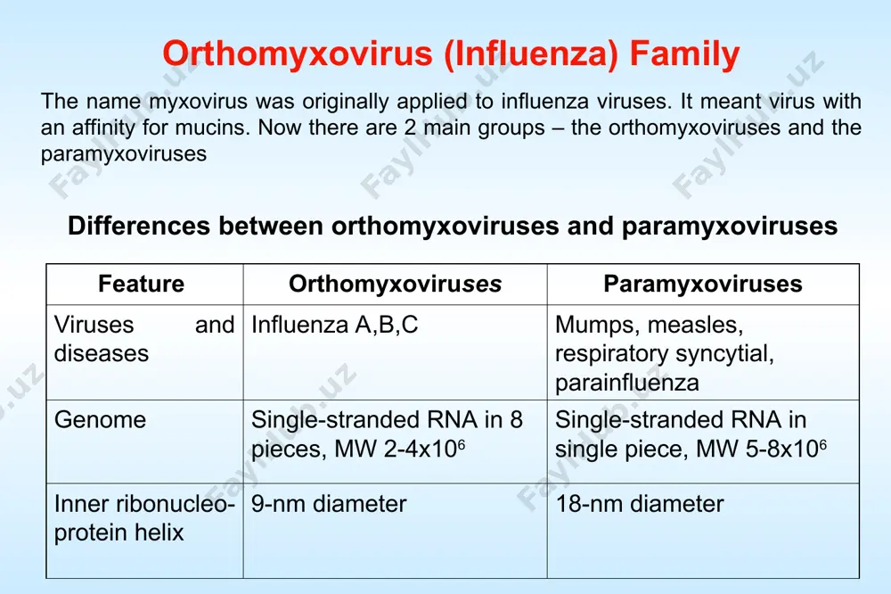 orthomyxoviruses. nomenclature human influenza virus influenza a/bangkok/1/79(h3n2) influenza a/singapore/1/57(h2n2) influenza b/ann arbor/1/86 influenza virus a orthomyxoviruses: medium-sized, enveloped, (-) sense that vary in shape from spherical to helical. their genome is segmented into eight pieces influenza virus structure flu viruses currently infecting... humans: h1n1, h1n2, and h3n2 avian flu virus: h5n1 influenza viral genome (-) ssrna 8 segments (pieces) one gene per segment nucleoprotein matrix proteins ns (nonstructural proteins, that are not incorporated into viral particles) gene encodes two different non-structural proteins subunits of rna polymerase spikes (about 500) flu viruses are named by the type of surface proteins hemagglutinin - trimer (ha) helps virus enter cell type a infects humans, birds and pigs type a has ~ 20 different sub types neuraminidase - tetramer (na) helps virus exit cell 9 subtypes orthomyxoviruses m1 protein helical nucleocapsid (rna plus np protein) ha - hemagglutinin polymerase complex lipid bilayer membrane na …