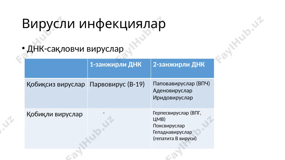 рланишига олиб келувчи вируслар (впг-2, впг-1, впч, цмв, герпесвирус 8, контагиоз моллюска вируси); 2) қонда аниқланувчи ва урогенитал йўл зарарланишини чақирмайдиган вируслар (вич-1, вич-2, вгв, вгс, вгd, втлч). вирусли инфекцияларнинг ўзига хос хусусиятлари вирусларнинг цитодеструктив таъсири. вирусли инфекциялар қатор патогенетик хусусиятлари билан характерланади. вирусларнинг цитопатик таъсири унинг ҳужайра ичи паразитлиги билан боғлиқ. вируслар ҳужайра нобуд бўлишининг (апоптоз) ҳужайравий генетик механизмини ишга туширади. вирусларнинг цитопатик таъсири механизми ҳужайра структурасига зарарли таъсир кўрсатувчи лизосомал ферментларнинг ажралиши ва ҳужайра лизосомасининг парчаланиши шунингдек ҳужайрада днк, рнк ва оқсиллар синтезининг сусайишига асосланган давоми интеграцион ўзаро таъсири. ҳужайра ва вируснинг ўзаро таъсири интеграцион жараёнлар билан бирга бориши мумкин-вируснинг геном днк ёки рнкси-геном рнк копияси –провируснинг ҳужайра днк сига жойлашиб олиши билан боради. бундай вируслар интеграбел, инфекциялар интегратив деб аталади. интегратив инфекцияларда вирус генлари, ҳужайра генлари каби интегрирланган вирус геномини сақловчи зарарланган ҳужайралар бўлинганда юқади. давоми-интеграцион таъсири интеграцион жараёнлар умрбод сақланиб қоладиган вирусли инфекцияларнинг кўп сонли ривожланиш …