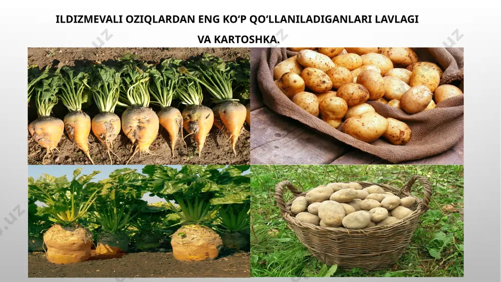 losa qilib aytganda ildiz mevali ozuqalar hayvonlar ratsionining muhim o’rnini egallaydi.xususan sut yo’nalishidagi chorva mollari uchun shirali ozuqalar ularning sut maxsuldorligi oshiradi va iqtisodiy samaradorligini yaxshilaydi. ildiz mevali va tugunakli oziqalar to’yimli moddalarga juda boy shirali ozuqalardir. image2.png image4.jpeg image5.png image6.png image7.png image8.png image9.png image10.png image11.png image3.png image12.png image1.png /docprops/thumbnail.jpeg