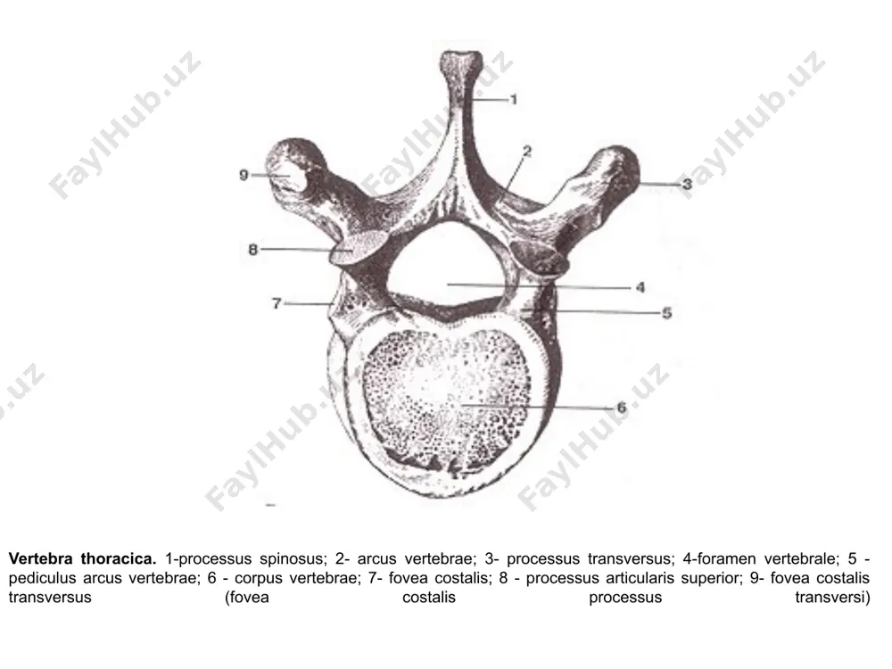 m; 5-tuberositas deltoidea; 6-sulcus nervi radialis; 7-margo lateralis; 8-fossa olecrani; 9-epicondylus lateralis; 10-trochlea humeri; 11 -sulcus nervi ulnaris; 12-epicondylus medialis; 13-margo medialis. тирсак суяги - ulna бу найсимон суякнинг юкори учида тирсак усимтаси olecranon, тожсимон усимта processus coronoidus, улар орасида эсаелка суягининг галтаги билан бугим хосил этадиган уйма incisuratrochlearis булади. ташки юза сохасида билак суягининг бошчасибилан бугим хосил этадиган уйма incisura radialis жойлашади. олдинги сохада мускул бирлашадиган тирсак суягининг буртиги tuberositas ulnae булади. тирсак суягининг танасида олдинги кирра margo anterior, орка кирра margo posterior ва билак суяги тарафидаги кирра margointerossea булади. бу кирралар орасида эса олдинги юза faciesanterior, орка юза facies posterior, ички юза facies medialisхосил булади. тирсак суягининг пастки учида : бигизсимон усимта processusstyloideus, бошча caput ulnae ва бошчадаги бугим юзаси circumferentia articularis, булади. найсимон шаклидаги билак суягининг юкори учида : бошча caputradii, тирсак суяги билан бугим хосил этувчи юза circumferentiaarticularis, елка суяги билан бугим хосил этувчи чукурча foveacapituli …