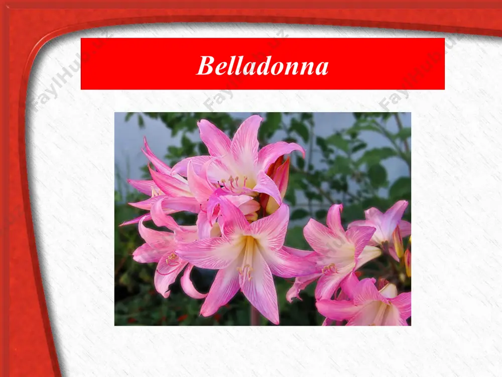 belladonna, levzeya va na’matak o’simliklar o’stirish texnologiyasi - Page 3
