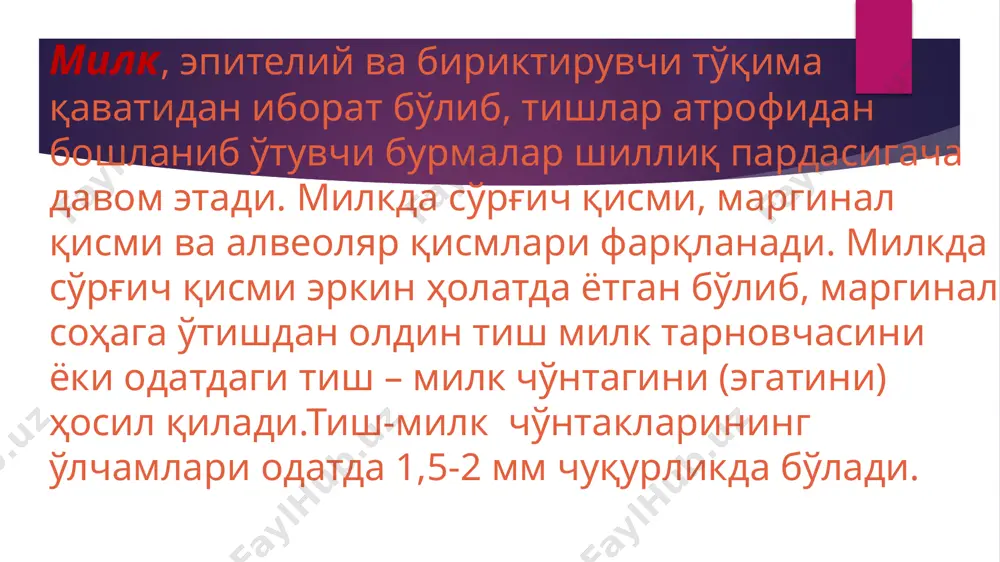 сингари жуда нозик ва тез шикастланадиган бўлади. шунинг учун ҳам гингивитларда, кўпчилик ҳолларда кревикуляр эпителийнинг шикастланиши рўй беради. шохланган қават билан ҳимояланмаган бу эпителий микроорганизмлар билан ва милк эгатчаси суюқлиги билан бевосита алоқадор (контактда) бўлади. микроблар таъсири остида унинг ўтказувчанлиги ошади пародонт бойламининг шаклланиши. болалар ёшида пародонтал бойламининг ўзига хос хусусияти унда турғун структура ва шаклнинг йўқлигидир. ҳар бир тиш атрофидаги периодонтал бойламнинг ривожланиши тишнинг фолликуляр тараққиёти пайтидан бошланади. тишнинг алвеола суягини ёриб чиқиш пайтида, тиш халтаси қўшувчи тўқимасининг толали структураси милк коллаген толалари билан қўшилиб толалар мажмуини ҳосил қилади. бу толалар мажмуи тиш оғиз бўшлиғига ёриб чиққунича пайдо бўлиб, функционал оккулюзиягача давом этади т. ф. виноградова периодонт тўқимаси тарққиётини 7 даврга бўлади: сут тишлари даврида: жағ суяги ичидаги тараққиёт; тишларнинг ёриб чиқиши; сут тишлари периодонти ва илдизининг ўсиши ва шаклланиши; тишлар алмашинуви даврида: сут тишлари илдизининг сўрилиши; жағ суяги ичида доимий тишларнинг шаклланиши; доимий тишларнинг чиқиши; доимий тишлар чиқиб …