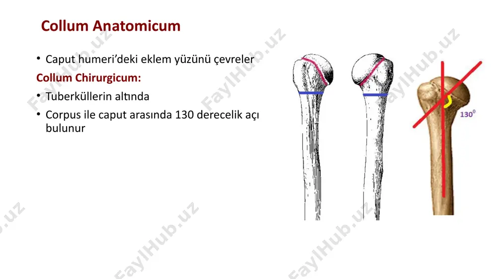 l dizinin en büyüğü sandala benzer tuberculum ossis scaphoidei avascular nekroz gelişebilir en çok kırığı görülen carpal kemik proximalde radius ile eklem yapar retinaculum flexorum tutunur os lunatum: yarımay şeklindedir proximalde radius ile eklem yapar, os triquetrum: piramide benzer psiforme için ayrı bir eklem yüzü vardır os psiforme: küçük bezelye şeklinde sadece triquetrum ile eklem yapar os trapezium: distal yüz eğer şeklinde 1. metacarpal ile eklem yapar palmar yüzde: tuberculum ossis trapezii os trapezoideum: bebek patiğine benzer os capitatum: carpal kemiklerin en büyüğü merkezdedir os hamatum: hamulus ossis hamati denilen çıkıntı retinaculum flexorum tutunur scaphoideum, lunatum, triquetrum birleşerek oval eklem yüzü yapar(prox) radius ile scaphoideum ve lunatum eklem yapar triquetrum, discus aracılığıyle ulna ile eklem yapar distal sıra, metacarpal kemiklerle eklem yapar ossa metacarpi̇ beş adet uzun kemik: dıştan (başparmak tarafından) başlanarak i,ii,iii,iv vev. metacarpal kemik olarak adlandırılır her bir metacarpal kemiğin caput, corpus ve basis bölümleri vardır proximalde distal …
