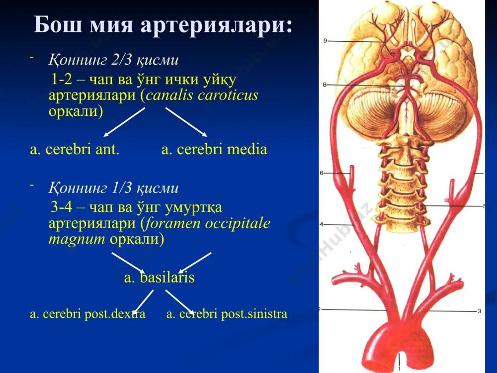 neyroxirurgiya mahsuloti - Page 5