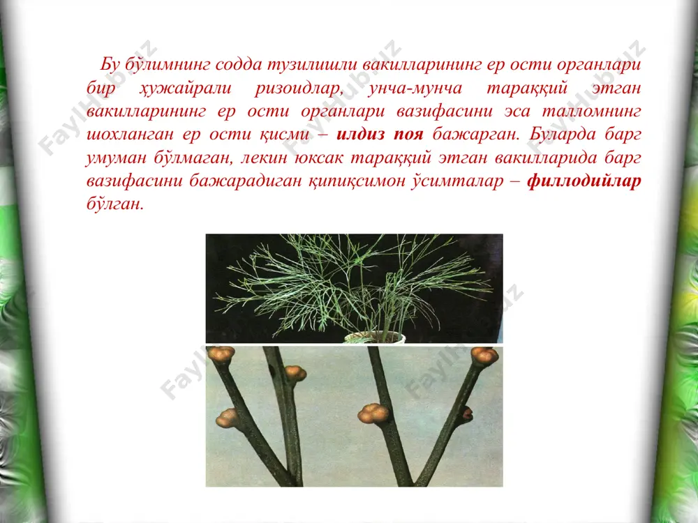 псилофитсимонлар ва псилотсимонлар бўлимлари - Page 4