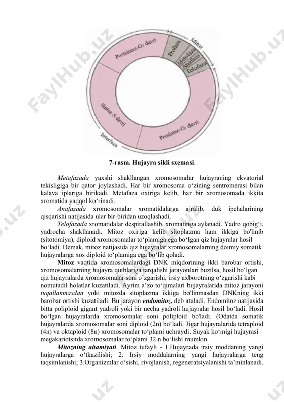 teridagi muguzlanuvchi epiteliy hujayralari). hujayralar ikki xil usulda bo‘linib ko‘payadi (mitoz va meyoz): mitoz - murakkab bo‘linish bo‘lib, asosan somatik hujayralarga xosdir. o‘rganishni osonlashtirish uchun mitoz to‘rt bosqichga bo‘lib o‘rganiladi: profaza, metafaza, anafaza, telofaza (5-jadval). profazada (8 va 9-rasmlar) xromosomalar spirallashishi boshlanadi. sentrosoma sentriolalari hujayra qutblariga tarqalib, ular orasida makronaychalar tortiladi, mitoz kalavasi duki hosil bo‘ladi. profaza oxiriga kelib, yadro qobig’i erib ketadi, yadrocha ko'rinmay qoladi. 7-rasm. hujayra sikli sxemasi. metafazada yaxshi shakllangan xromosomalar hujayraning ekvatorial tekisligiga bir qator joylashadi. har bir xromosoma o‘zining sentromerasi bilan kalava iplariga birikadi. metafaza oxiriga kelib, har bir xromosomada ikkita xromatida yaqqol ko‘rinadi. anafazada xromosomalar xromatidalarga ajralib, duk ipchalarining qisqarishi natijasida ular bir-biridan uzoqlashadi. telofazada xromatidalar despirallashib, xromatinga aylanadi. yadro qobig‘i, yadrocha shakllanadi. mitoz oxiriga kelib sitoplazma ham ikkiga bo'linib (sitotomiya), diploid xromosomalar to‘plamiga ega bo‘lgan qiz hujayralar hosil bo‘ladi. demak, mitoz natijasida qiz hujayralar xromosomalarning doimiy somatik hujayralarga xos diploid to‘plamiga ega bo‘lib …