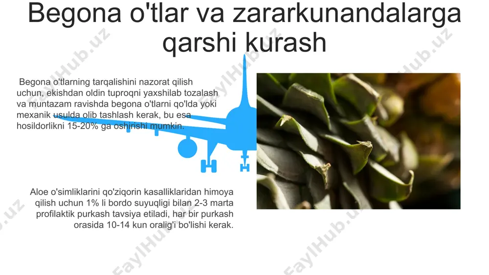 aloe oʻsimligining yetishtirish texnologiyasi - Page 5