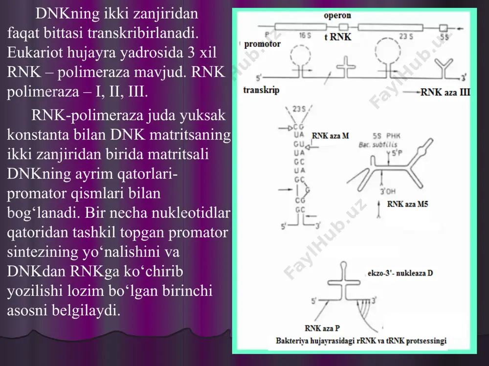 a ulanadi. ulanish boshlang‘ich transkriptda intron-ekzonlar qanday joylashgan bо‘lsa, xuddi shu tartibda bajariladi. kesuvchi fermentlar endonukleazalar, ulovchilari esa ligazalardir. m-rnk ning metillanishi protsessingning eng muhim bosqichlaridan biridir. m-rnk ning bu modifikatsiyasida xar bir 400 qoldiqdan iborat bо‘lgan a о‘rtacha bitta 6-metilladeninni (m6a) qolidig‘ini saqlaydi. bu mexanizmda eukariotlarda ekzonlarning ulanadigan uchlarini yaqinlashtiradigan maxsus kichik yadro rnk si ishtirok etadi. m-rnk nukleoprotsin kompleks xolida yadro qobig‘ining yadro teshiklari orqali sitoplazmaga о‘tadi. ularni informasomalar deb ataladi. posttranskripsion modifikatsiya rnk asosiy adabiyotlar: yo.x.to‘raqulov. biokimyo. toshkent. o‘zbekiston, 1996 m.n.valixanov, s.n.dolimova, g.b.umarova, p.mirxamidova. biologik kimyo va molekulyar biologiya (2-qism. molekulyar biologiya). toshkent, “navroz”, 2015. p.mirxamidova, d.b.boboxonova . “biologik kimyo va molekulyar biologiya” (1-qism). toshkent, “navroz”, 2018. p.mirxamidova, d.b.babaxanova, gʻ.i.muxamedov. “biokimyo (amaliy mashgʻulotlar) oʻquv qoʻllanma. ishonchli hamkor nashriyoti. toshkent-2021. qo‘shimcha adabiyotlar: valixanov m.n. biokimyo. toshkent. “universitet”, 2008. zikiryayev a., mirhamidova p. “biokimyo” – t.: “fan va texnologiya” 2009. o`quv qo`llanma. zikiryaev a., mirhamidova p. biokimyo” t.:“tafakkur bo`stoni” …