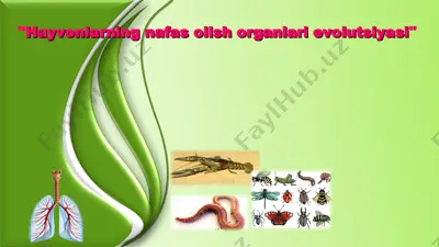 hayvonlarning nafas olish organlari evolutsiyasi — PPT