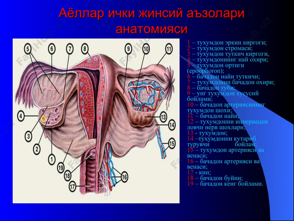 тухумдон хавфсиз усмалари - Page 4