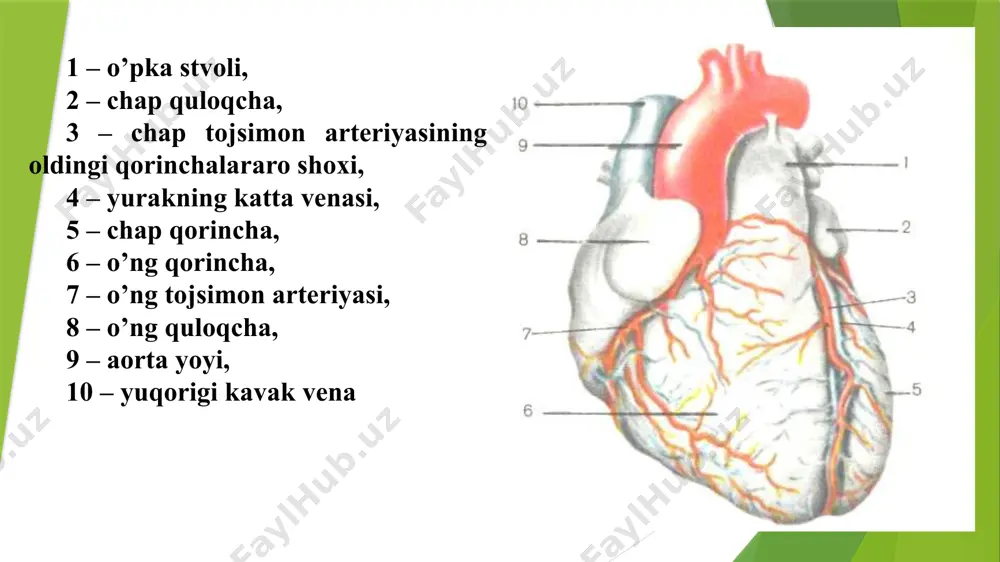 achaga kelib quyadi. yurakning chap bo’lmachasi bilan chap qorinchasi o’rta-sida chap bo’lmacha - qorincha teshigi bor. bu teshikning chetiga ikki tabaqali klapan birikkan. chap qorincha konus shaklida bo’lib, bo’shlig’ining devori-dan ikkita so’rg’ichsimon muskul va et to’siqlari yaxshi ifodalan-gan. so’rg’ichsimon muskullardan klapan tabaqalari chetiga payli iplar tortilgan bo’ladi. chap va o’ng qorinchalar orasidagi qorinchalararo to’siq muskul to’qimadan tuzilgan, faqat yuqorigi qismi fibroz to’qimali bo’lib, ikki tomondan endokard bilan qoplangan. qorinchaning asosida chap arterial teshik joylashgan, undan aorta boshlanadi. aorta teshigi uchta yarimoysimon qopqoq bilan ta’minlangan. chap qorinchaning devori o’ng qorinchaga nisbatan 2-3 marta qalinroq bo’lib, asosan miokard hisobidan yaxshi rivojlangan. yurak devori uch qavatdan: 1) ichki qavat – endokard, 2) o’rta qavat – miokard, 3) tashqi qavat – epikarddan tuzilgan. endokard – yurakning ichki pardasi, yurak kameralarining ichki yuzasini, muskul so’rg’ichlarini, pay iplarini qoplab turadi. yurakning tabaqali va yarimoysimon qopqoqlari endokard hisobiga takomil etadi. endokard bir necha qavatdan iborat. yurak bo’shlig’iga …