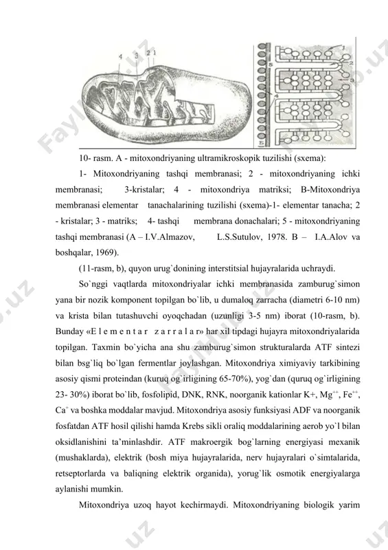 jayralarda 9,6-10,3 kunga teng (buyrak hujayrasida esa 12,4 kun). mitoxondriya kurtak otish yo`li bilan yoki ko`ndalangiga ikkiga bo`linishi natijasida ko`payadi. mitoxondriyaning o`sishi va bo`linishi davrida mitoxondriya ichidagi sintetik protsesslar mitoxondriya lipoproteid membranasini va asosiy fermentlarini hosil qiladi, ba’zi bir enzimlar esa (masalan, sitoxrom c) ribosomalarda sintez bo`lib mitoxondriyalarga keltiriladi. hujayraning funktsional aktivligi oshsa, masalan, buyrakning kompensator gipertrofiyasida, mitoxondriya yiriklashadi va matriksni zich joylashgan kristalar to`ldirib turadi. oxirgi yillarda o`tkazilayotgan tadqiqotlar mitoxondriyalarning har xil ta’sirlarga nospetsifik ravishda bir xil shishish bilan javob berishini ko`rsatdi. bunda mitoxondriya kengayadi, kristalar kattalashadi va kamayadi. mitoxondriyaning ultramikroskopik tuzilishi, hajmi, oksidlanish fermentlarining aktivligi o`rganilganda mitoxondriya shishishi natijasida nafas olish fermentlarining o`zgarishi, ya’ni mitoxondriya shishishiga sababchi faktorlar mitoxondriyaning oksidlanish-qaytarilish fermentlarining aktivligini susaytirib yuborishi qayd qilingan. mitoxondriya yuqori effektli ishni ta’minlovchi organella bo`lib, struktura va funktsiyaning birligini ko`rsatuvchi juda ajoyib tuzilmaning timsolidir. 11-rasm. mitoxondriyalar. a - qalqonsimon bez oldi bezi hujayralaridagi mitoxondriyalar. elektron mikrofotogramma. x87.500. b - buyrak …