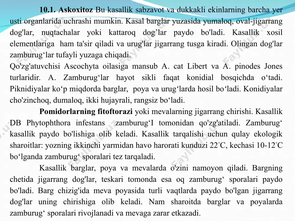 rg chizig'i, poyasi va meva chizig'i va mevalarga ta'sir qiladi. zararlangan mevalarda dumaloq jigarrang dog'lar paydo bo'ladi. pomidor barglarida fitoftorioz, makrosporioz va kladosporioz kasalliklarini hisoblashda quyidagi shkala qo'llaniladi: 0 - dog'lar yo'q, o'simlik kasal emas; barg yuzasining 10% dog'lar bilan qoplangan (50 dona); 2-butadagi barglarning 11-25% yuzasi dog'lar bilan qoplangan; 3 – poyadagi barglarning 25-50% yuzasi dog'lar bilan qoplangan; 4 - poyadagi barg yuzasining 50% dan ko'prog'i dog'lar bilan qoplangan; 5-kasallik tufayli barglar butunlay quriydi. tarvuz poyalarining antraknoz va bakterioz bilan kasallanishini hisoblash uchun 100 gektarda 100 ta o‘simlikni (20 joyda 5 tadan o‘simlik) kuzatish, sog‘lom va kasal o‘simliklar sonini aniqlash va kasallanishni % bilan ifodalash kerak. kasallikning zararlash darajasi quyidagi shkala bo'yicha taqdim etiladi: 1 - dog'lar kichik nuqta bo'linishi asosida joylashgan; 2-10 dan ortiq kichik dog'lar yoki 1-2 katta dog'lar hosil bo'lgan zamburug‘ mevatanlari; 3- dog'lar o'zaro bog'langan, magistral mato yorilib ketgan; 4- o'simlik qurib qoldi. pomidor kuyasi …