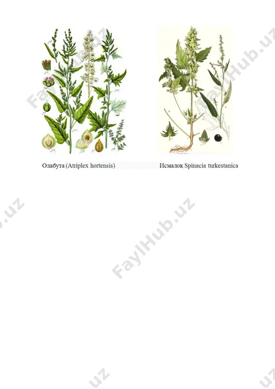 mavzu: ko‘knordoshlar oilasi – papaveraceae. oilaning 30 ga yaqin turkumi, 600 dan ortiq turi sharqiy osiyoda, janubiy va shimoliy amerikada, o‘rta yer dengizi atroflarida tarqalgan. o‘zbekistonda oilaning 6 turi uchraydi. ular bir yillik va ko‘p yillik o‘t o‘simliklar. tropik mintaqalarda daraxt va buta shakldagilari ham tarqalgan. oila vakillari tanasida sutga o‘xshash suyuq moddaning bo‘lishi bilan xarakterlanadi. barglari ko‘pincha patsimon qirqilgan, ketma-ket joylashgan. gullari to‘g‘ri, ba’zan noto‘g‘ri, kosacha barglari 2 ta tezda tushib ketadi, gultojibargi 4 ta, changchisi 2-4 yoki cheksiz, urug‘chisi 2 ta yoki bir nechta mevabargli, tugunchasi ustki, mevasi ko‘sakcha yoki yong‘oqcha . oilaning gul formulasi: sa2 so4 a2-4, ∞ g(2), (∞) oila vakillari: 1. ko‘knori (papaver somniferum). bir yillik o‘t o‘simlik. bo‘yi 1 m gacha yetib boradi. bu o‘simlik oqimtir sut shirasiga boy. sut shirasi tarkibida meditsinada muhim ahamiyatga ega bo‘lgan, morfin, kodein, papaveringa o‘xshash 20 dan ortiq alkaloidlar uchraydi. uning urug‘i tarkibidan 50 % gacha yog‘ olinadi. …