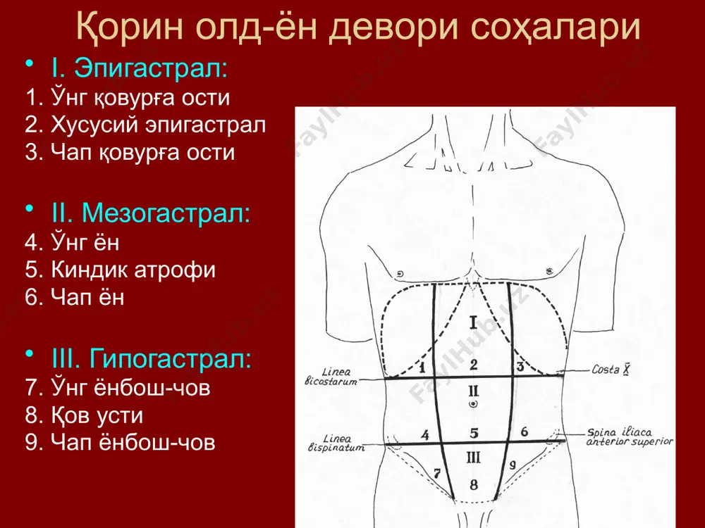 nstruktiv; 3) plastik. oddiy usul: a) lekser – kindik churrasida kiset chok; b) krasnobaev, ru p–simon bolalarda; ru-krasnobaev usuli: 33 v) son churrasi – chov boylamini qov suyagi suyak usti pardasi (kuper boylami)ga tikish. 2. rekonstruktiv usullar: a) fastsial–aponevrotik: a.v. martinov bo'yicha (chov churralari); meyo va k.m.sapejko bo'yicha (kindik churralari); meyo usuli sapejko usuli b) mushak-aponevrotik usullar: bassini, kukudjanov, mak–vey (to'g'ri chov churralarida); a.a. bobrov–jirar–spasokukotskiy (qiyshik chov churrasi); sholdis usuli →f.endoabdominalis; postemskiy (ko'p qavatli). laparotomiya laparotomiya – qorinparda bo'shlig'iga devoriy qorinpardani kesib ochib kirish. laparotomiyaga talablar a'zolarning yaxshi ochilishi: 1. a'zo aks-tasviri bo'yicha kesish eng qisqa yo'l operatsiya jarohati chuqurligi 2. kesim uzunligi etarli darajada bo'lishi (ya'ni keragicha uzun va iloji boricha qisqa) laparotomiyaga talablar bog'liq: devorning qalin (ko'p qavatli) yoki yupqa (kam qavatli) joylariga kesim joyida katta qon tomirlar borligiga 3. kesimning oddiyligi va tez o'tkazilishi. laparotomiyaga talablar 4. lozim bo'lganida kesimni uzaytirish imkoniyati (a'zolarning atipik joylashuvida, o'smaning o'sib …