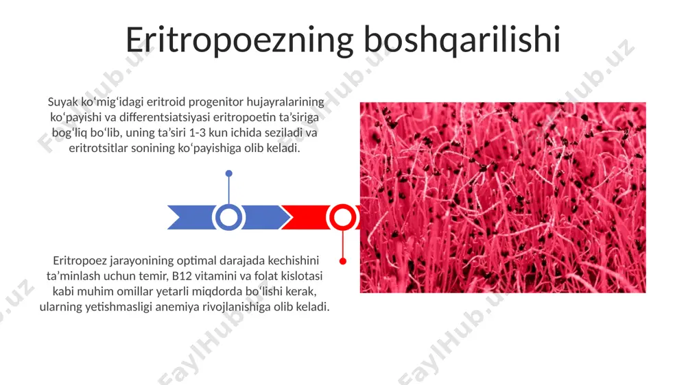 gematopoezning buzilishi klinik misollar va holatlar b12 vitamini yoki folat kislotasi yetishmasligi makrotsitar anemiyaga olib keladi, bu esa eritrotsitlar hajmining kattalashishi (mcv >100 fl) va megaloblastlar paydo boʻlishi bilan tavsiflanadi. davolash vitamini qo'shimchalari bilan amalga oshiriladi. myeloproliferativ kasalliklarda (masalan, surunkali mieloleykemiya) leykotsitlar, eritrotsitlar va trombotsitlarning ortiqcha hosil boʻlishi kuzatiladi, bu esa qonning qovushqoqligi va tromboz xavfini oshiradi. davolashga kimyoterapiya va maqsadli terapiya kiradi. qon kasalliklarini davolash gematopoetik hujayralarni transplantatsiya qilish (hct) – o'tkir leykemiya yoki limfoma kabi ba'zi qon kasalliklarini davolashning samarali usuli bo'lib, 5 yillik omon qolish darajasi kasallik turiga qarab 40% dan 80% gacha o'zgaradi. suyak ko'migi transplantatsiyasi qon kasalliklarini davolashda muhim usul hisoblanadi, unda sog'lom donor suyak ko'migi kasal suyak ko'mig'ini almashtiradi, muvaffaqiyat darajasi 70-80% ga yetishi mumkin. gematopoezni stimulyatsiya qiluvchi omillar qon yaratuvchi hujayralarni ko'payishini rag'batlantiruvchi omillar (ksf) orasida gm-csf, g-csf va m-csf kabi sitokinlar mavjud bo'lib, ularning har biri o'ziga xos hujayra liniyalarining rivojlanishiga ta'sir …