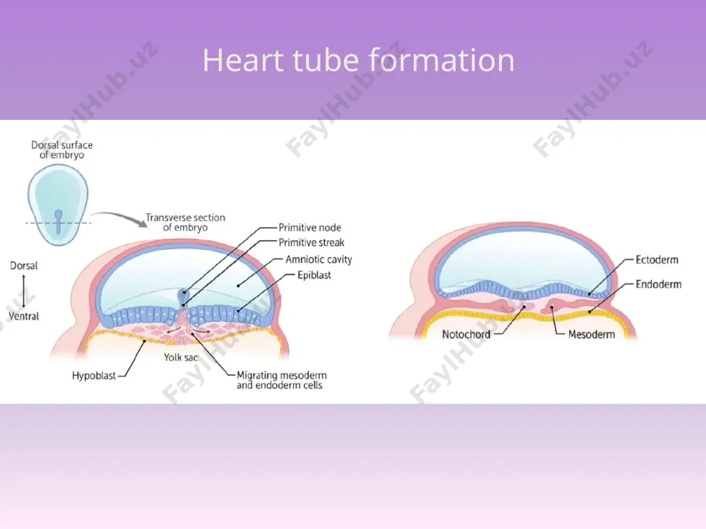 morphogenesis of heart. - Page 3