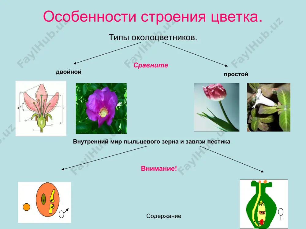 строение цветка и его особенности - Page 4