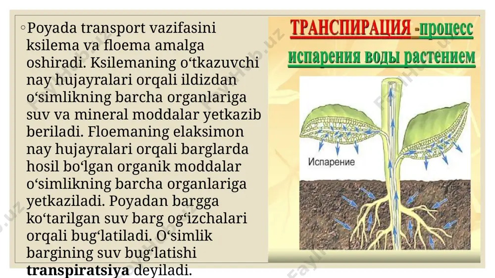 tirik organizmlarda oziq moddalar transporti - Page 4