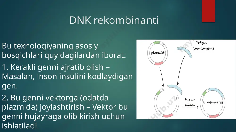 i kesadigan va ulaydigan fermentlarning ahamiyati katta. 19 hozirgi kunda gen muhandisligi metodlari rekombinant bakteriya shtammlaridan biologik faol birikmalar, jumladan, gormonlar (insulin, o'sish gormoni, somatostatin), virusga qarshi preparat -interferon olishda muvaff aqiyatli qo'llanilmoqda. 20 21 xulosa • dnk rekombinant texnologiyasi tibbiyotda inqilobiy yondashuv. • kasalliklarni davolash, aniqlash va oldini olishda muhim rol o’ynaydi. • kelajakda bu texnologiya yana-da ko’proq imkoniyatlar yaratadi. 22 foydalanilgan adabiyotlar 1.r.a.sobirova, o.a.abrorov, f.x.inoyatova, a.n.aripov.toshkent «yangi asr avlodi» 2006 . 2.lodish, h., berk, a., zipursky, s.l., et al. (2000). molecular cell biology (4th ed.). new york: w. h. – rekombinant dnk texnologiyasi va hujayra biologiyasi haqida asosiy darslik. 23 e'tiboringiz uchun rahmat! 24 image6.jpg image7.jpg image8.jpg image9.jpg image10.jpg image11.jpg image12.jpg image13.jpeg image2.png image3.png image4.png image5.png /docprops/thumbnail.jpeg