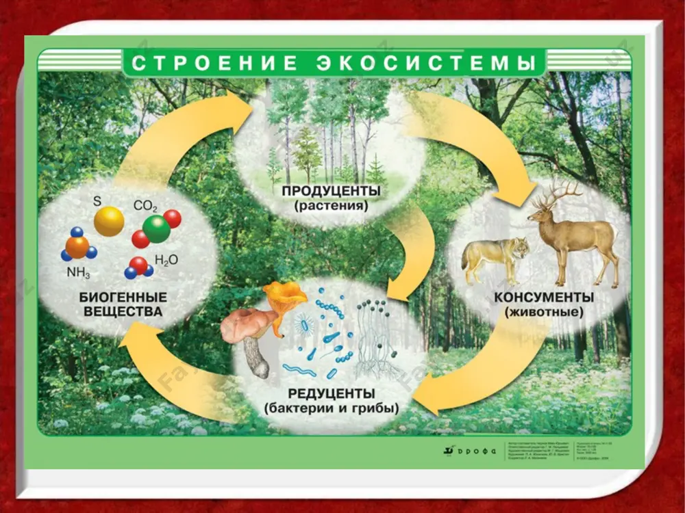 иклар массасининг 90% баргларининг қуриши натижасида, парчаланиш заижирига тушади. экосистемаларнинг биологик ҳосилдорлиги жамоалар ҳосилдорлиги, экосистемадаги продуцентларнинг қуёш энергиясини кимёвий боғлар энергиясига айлантириб органик моддалар синтезлаш самарадорлигига боглиқ. маълум вақт давомида ўсимликлар томонидан ҳосил қилинган органик масса жамоанинг биринчи даражадаги ҳосилдорлиги дейилади ва ўсимликларнинг қуруқ ёки хўл массаси тарзида ифодаланади. консумент массанинг маълум вақт ичидаги ўсиши-бу жамоанинг иккинчи даражали ҳосилдорлиги дейилади. ҳар бир озуқа занжири, бирламчи ва иккиламчи ҳосилдорлик ҳосил қилиш тезлиги ва маҳсулотларнинг тақсимланиши бўйича турличадир. экосистемаларда бирламчи ва иккиламчи ҳосилдорликнинг миқдорий кўрсатгичлари мавжуд. бу ҳосилдорлик пирамидаси қонуни дейилади. ҳар бир озуқа занжирида маълум вақт давомида ҳосил қилинадиган биомасса ёки ҳосилдррлик кейинги озуқа занжирига нисбатан кўп. пирамида ҳосилдорлиги, энергиянинг озуқа занжирларида сарфланишини ифодалайди. ер юзидаги кўп экосистемаларда биомассалар пирамидаси қонунияти қайд этилади, яъни ўсимликларнинг умумий массаси, уларни ейдиган ҳайвонларнинг массасига нисбатан кўп, бу масса ўз навбатида бутун йиртқич ҳайвонлар массасидан кўп. биоценоздаги ҳосилдорлик пирамидаси ҳайвон ва ўсимликлар билан озиқланадиган консументлар …