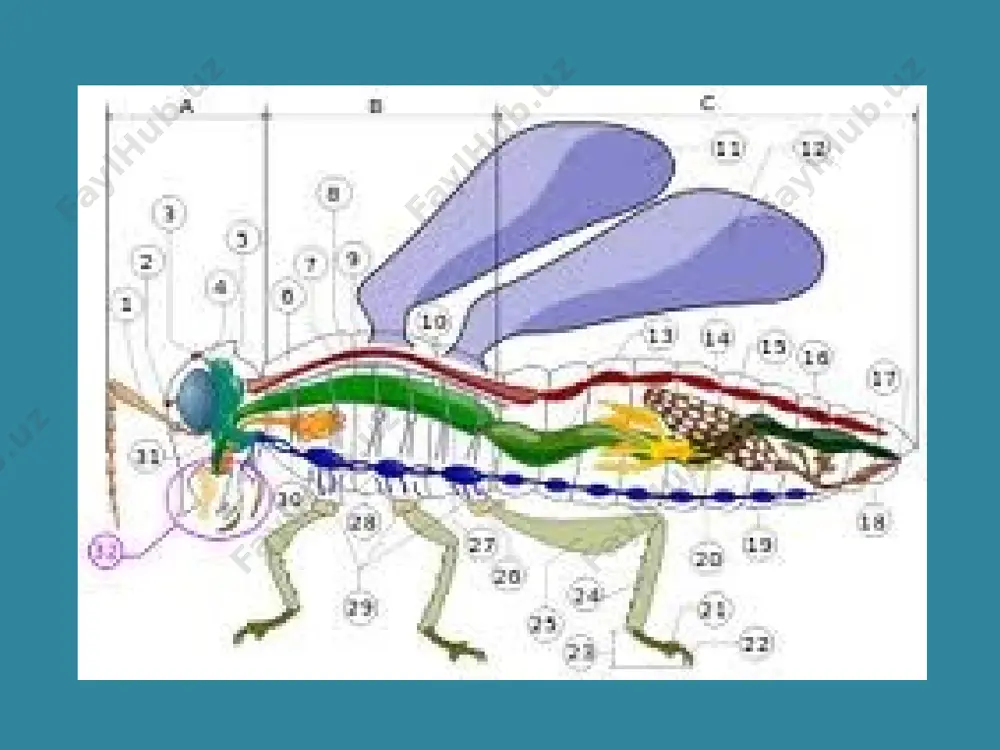 qlikda yashaydigan hasharotlarning oyog`i yuguruvchi, sakrab harakatlanuvchi hasharotlarniki sakrovchi, suv hasharotlariniki yassi kuraksimon, yirtqich beshiktervatlarniki tutuvchi, gul changini yig`uvchi asalariniki yig`uvchi, tuproqda yashaydigan hasharotlarniki qazuvchi tipda bo`ladi. hasharotlarning qanoti ham har xil tuzilgan. qandalalar ustki qanotining asosi qalinlashgan. qo`ng`izlarning ustki qanoti qattiq, qalin. kapalaklarning qanoti tangachalar bilan qoplangan. pashsha va chivinlarning faqat birinchi juft qanoti saqlanib qolgan, ikkinchi jufti yo`qolib ketgan. bit, burga va ishchi chumolilarning qanoti butunlay rivojlanmagan. qanotining tomirlari qanot plastinkasi uchun tayanch bo`lishi bilan birga oziq moddalar va kislorodni qanot to`qimalariga o`tkazish vazifasini ham bajaradi. тomirlarning tuzilishi hasharotlar sistematikasida muhim ahamiyatga ega. qorin bo`limi 9-11 bo`g`imdan iborat. chigirtka, chirildoq, temirchak va yaydoqchilar urg`ochisining oxirgi qorin segmentida tuxum qo`yuvchi o`simtasi bo`ladi. ichki tuzilishi. hasharotlarning ovqat hazm qilish sistemasi ancha murakkab tuzilgan og`iz bo`shlig`iga 1-,3-juft so`lak bezlarining yo`li ochiladi. ayirish sistemasi vazifasini o`rta ichak bilan orqa ichak chegarasida joylashgan juda ko`p (4-100 tagacha) malpigi naychalari bajaradi. bu naychalarni birinchi …