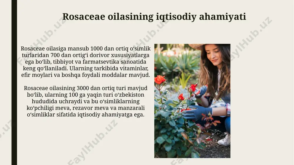 ra'nodoshlar (rosaceae) oilasi - Page 5