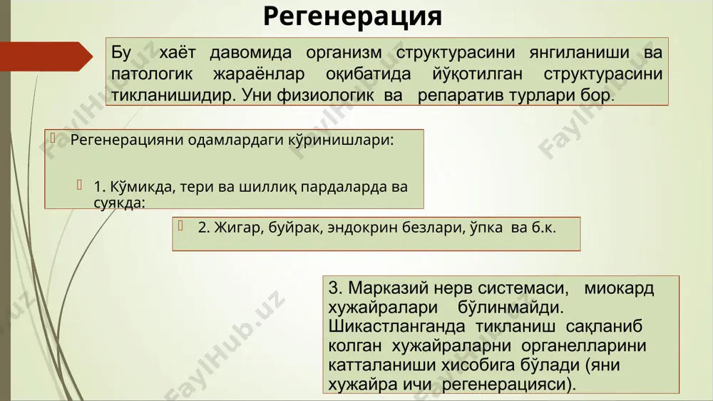 4. вирусно-генетик назария бўйича - вирусларни про­моторлари хужайра протоонкологенни ёнида бўлиши транскрибцияни кучайтиради. нормал ҳужайра онкооқсиллар таъсирида ўсма ҳужайрасига трансформацияси 2 босқичда кечади: 1) дастлаб ҳужайра мослашуви юзага келади; 2) кейин (яъни трансформациянинг якунланиш босқичида)-- ҳужайранинг трансплантация қобилияти пайдо бўлиб, натижада ўсма ривожланишига олиб келади. мазкур жараённинг ўзгариш механизмлари қуйидагилар: а) онкооқсиллар нормал хужара рецепторлари билан богланиб, комплекслар ҳосил қилиб ҳужайра кўпайишига сигналларни кучайтириб туради; б) онкооқсиллар рецепторларнинг ўсиш омилига сезгирлигини оширади ёки ўсиш ингибиторига сезгирлигини сусайтиради; в) онкооқсиллар ўсиш омили каби таъсир кўрсатади барча ўсмаларга хос биологик куринишлар; 1. ўсмаларнинг кўпайиш хусусияти а) ҳужайранинг бошқариб бўлмайдиган кўпайиши; б) юқори тез бўлиниши ; в) бўлинаётган ҳужайраларининг бетартиб жойлашиши, кўп қаватли тузилма ҳосил қилиши; г) нормал изоген ҳайвонларга ўсма ривожланган ҳайвонлардан кўчириб ўтқазилганда, унинг ҳужайраларининг кўпайиш атипизми диф­ференцияланиш (фарқланиш) атипизми билан бирга боради ва у ҳужайра етилишини қисман ёки батамом тўхтатиб қўяди. 2. метаболик ва энергетик хусусияти. а) оқсиллар синтезини жадал …
