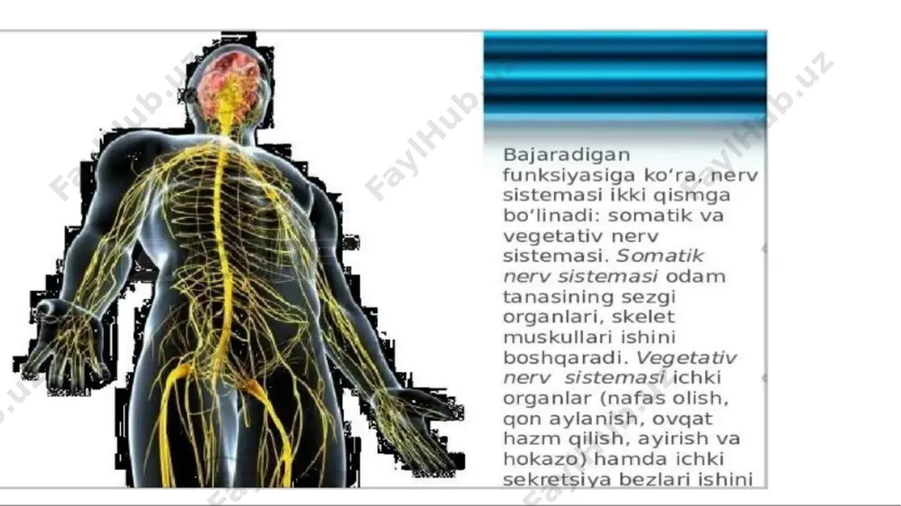 nerv sistemasi - Page 5