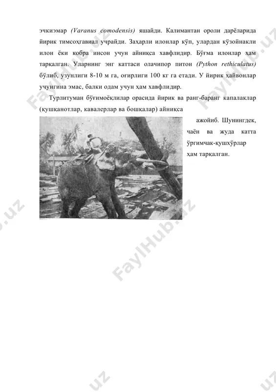 авалерлар ва бошқалар) айниқса ажойиб. шунингдек, чаён ва жуда катта ўргимчак-қушхўрлар ҳам тарқалган.