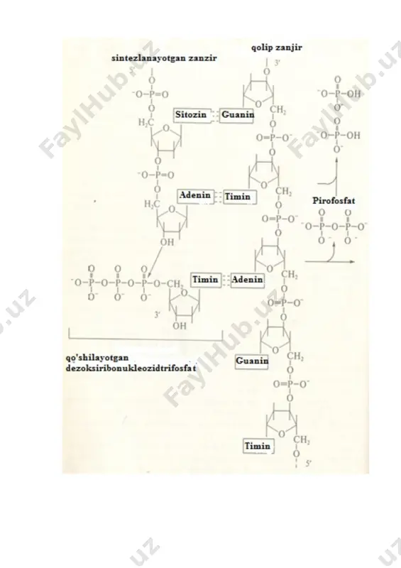 o’liq sintezlanib boradi. qarama-qarshi tomondagi dnk zanjirida kichik fragmentli (1000-2000 nukleotid qoldiqlari prokariotlarda va 100-200 nukleotid qoldiqlar eukariotlarda) nukleotidlar, ya’ni okazaki fragmentlari sintezlanadi. sintezlanayotgan dnk molekulasining to’liq qismini yetakchi, ikkinchisi esa okazaki fragmentlaridan tashkil topgan zanjirni “orqada qoluvchi” deb ataladi. bunday qisqa fragmentlarning sintezi rnk-zatravka ishtirokida davom etadi. mazkur dnk sintezini uzilgan yoki yarim uzilgan replikatsiya deb ataladi. ma’lum vaqtdan so’ng, rnk-zatravkalar (praymerlar) ajraladi. bo’sh qismlar dnk-polimeraza fermentlari orqali nukleotidlar bilan to’ldiriladi, kichik fragmentlar esa, dnk ligaza fermentlari orqali “orqada qoluvchi” zanjirlar o’zaro choklanadi. shunday qilib, nukleotidlar orasidagi fosfodiefir bog’lari dnk ligaza fermentlari orqali shakllanadi. nativ dnk bispiral holatda bo’ladi. komplementar holatda o’z-o’zidan ko’payish uchun qo’sh spiral ikkiga ajralishi lozim. dnkning ikki zanjirga yechilishi muayyan qismlardan boshlanadi. qo’sh zanjirni bir-biridan ajratishda ferment xelikaza - dnkga bog’liq atf-aza bajaradi. energiyani esa, atfni gidroliz qilinishidan foydalanadi. xelikaza fermenti doira shaklidagi oltita subbirlikdan tashkil topgan struktura. mazkur ferment harakatda bo’lib, atf ishtirokida dnkni …
