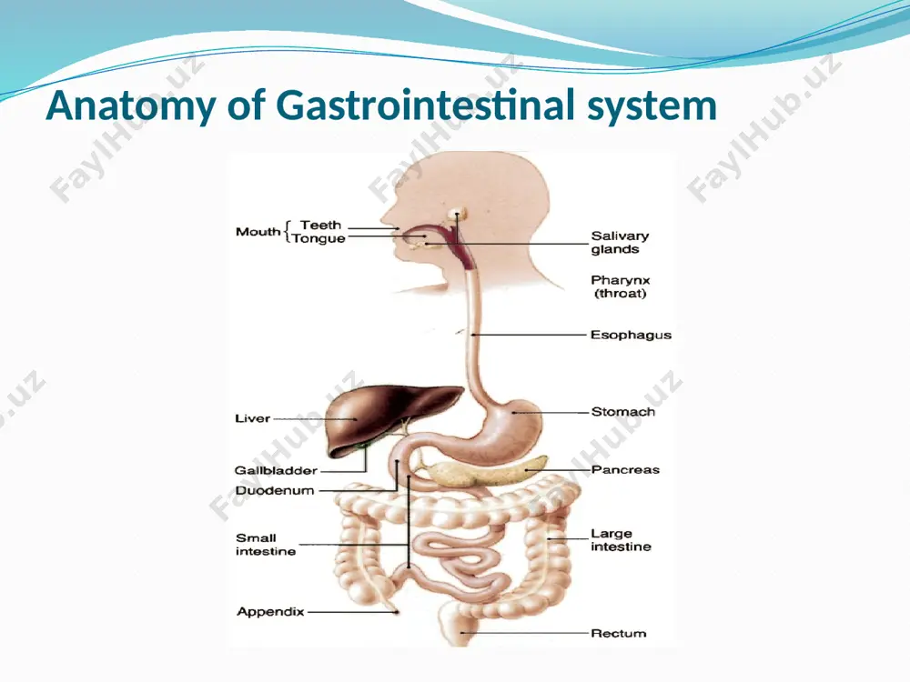 in the lessaer curvature of the gi tract. doudenal ulcer – occurs in the doudenum esophageal ulcers – occurs in the esophagus peptic ulcer disease cause of pud peptic ulcer – some causes are unknown. gastric ulcers – significant numbers are caused by helicobacter pylori (h. pylori). risk factors in the development of pud: drugs ( nsaids, corticosteroids) alcohol cigarette smoking acute medical crisis or trauma (stress) nursing plans and interventions cont: administer medications as prescribed. - antacids (maalox): need to take several times a day. administer after meals assess hx of renal disease for mg products. electrolyte adjustment can result in renal insufficiency and calcinosis. - h2 receptor antagonist – cigarette smoking can interferes with drug action. expensive. nursing interventions pud medications: mucosal healing agent (sucralfate) – to be taken at leats 1 hour prior to meals. antacids interfere with absorption. ppi s - taken before meals do not …