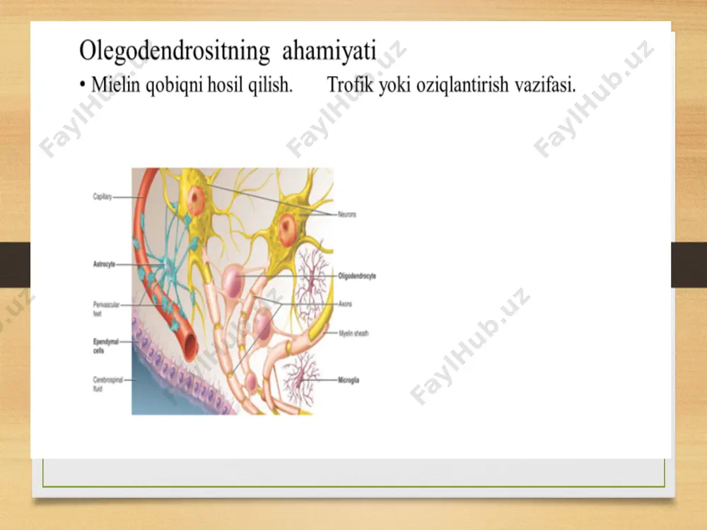 nejronlar va asabiy tizim - Page 5