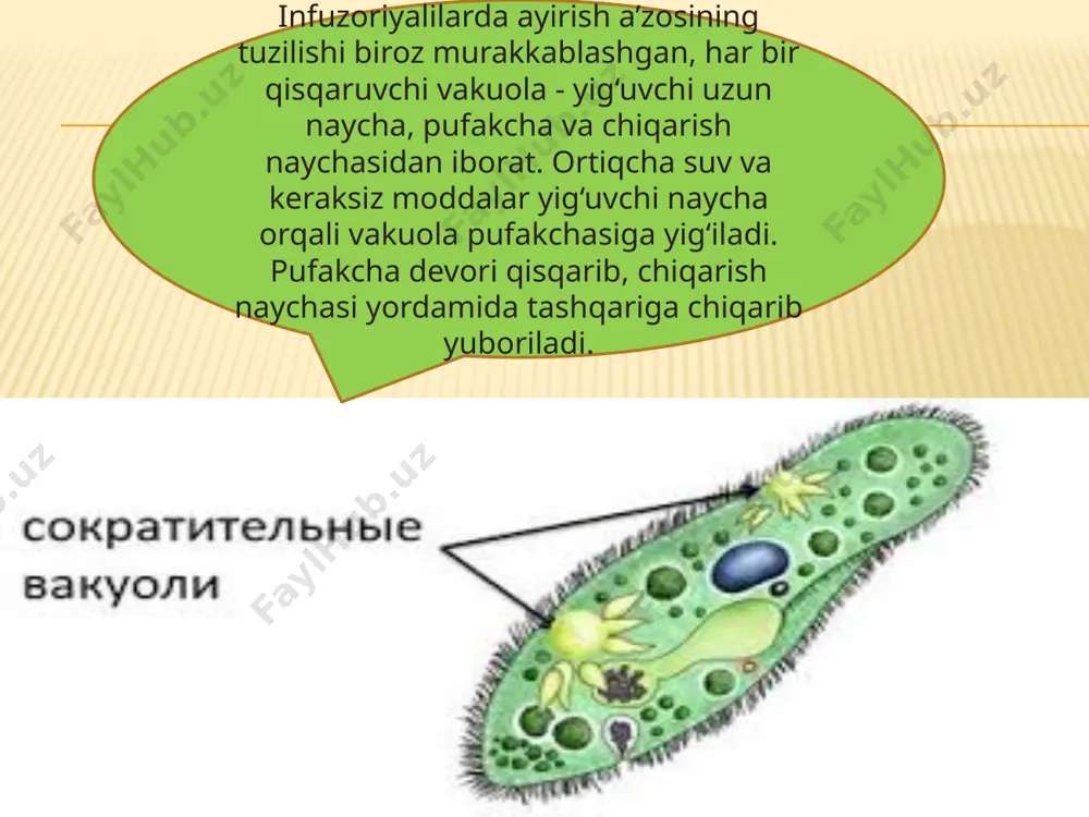 "hayvonlarning ayirish organlari evolutsiyasi" - Page 5