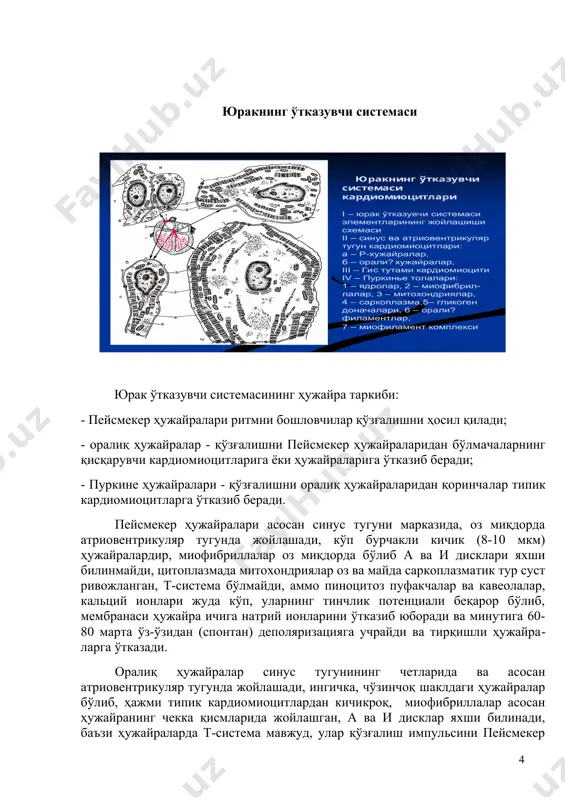 ан, а ва и дисклар яхши билинади, баъзи ҳужайраларда т-система мавжуд, улар қўзғалиш импульсини пейсмекер ҳужайралардан гисс тутами ҳужайраларига ва қисқарувчи кардиомиоцитларига етказиб беради. пуркинье толалари гисс тутами ва унинг оёқчаларида, эндокард остида ҳамда миокард ичида жойлашган, улар тўп-тўп жойлашган бўлиб, сийрак толали бириктирувчи тўқима билан ўралган, ҳажми қисқарувчи кардиомиоцитларга қараганда йирик бўлиб, миофибриллалар асосан ҳужайранинг четки қисмларида жойлашган, ҳужайра марказида ядро жойлашган,унинг атрофида эса гликоген йиғилган, шунинг учун оддий микроскопда ядро атрофи бўшга ўхшаб кўринади, улар қўзғалишни оралиқ ҳужайралардан қисқарувчи кардиомиоцитларга ўтказиб беради. эпикард эпикард сийрак бириктирувчи тўқиманинг юпқа қатламидан иборат, қон томирларга бой бўлиб, маълум миқдорда ёғ клетчаткаси тутади, ташқаридан бир қават ясси ҳужайралар мезотелий билан қопланган. image1.wmf oleobject1.bin юракнинг ўтказувчи системаси к ардиомиоцит лари i – юрак ўтказувчи системаси элементларининг жойлашиши схема си ii – синус ва атриовентрикуляр тугун кардиомиоцит лари : а – р - хужайралар , б – орали ? хужайралар , iii – гис …
