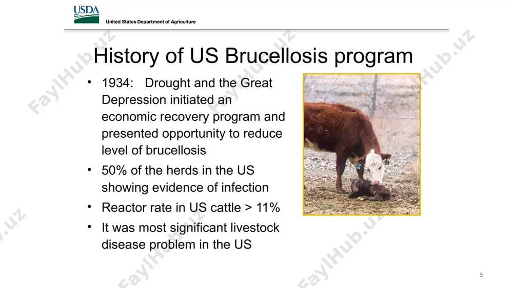 k markets and stockyards) was initiated in all high incidence states. this provided for the identification of reactor and exposed animals before they were moved to other herds or areas. it also allowed for more accurate identification of these animals back to the farms of origin, resulting in more efficient and accurate epidemiology of affected herds. once infection was found, the herd was tested and positive animals were removed. additional tests were conducted every 30–180 days until the herd was negative. depopulation of affected herds was also adopted in the mid-1970s as an additional management option that provided a solution for intractable and heavily affected herds. depopulation has been especially important in the last several years, as the number of affected herds has decreased rapidly. in addition, wide area testing in the vicinity of affected herds was instituted. this was in conjunction with increased testing of herds adjacent to affected …