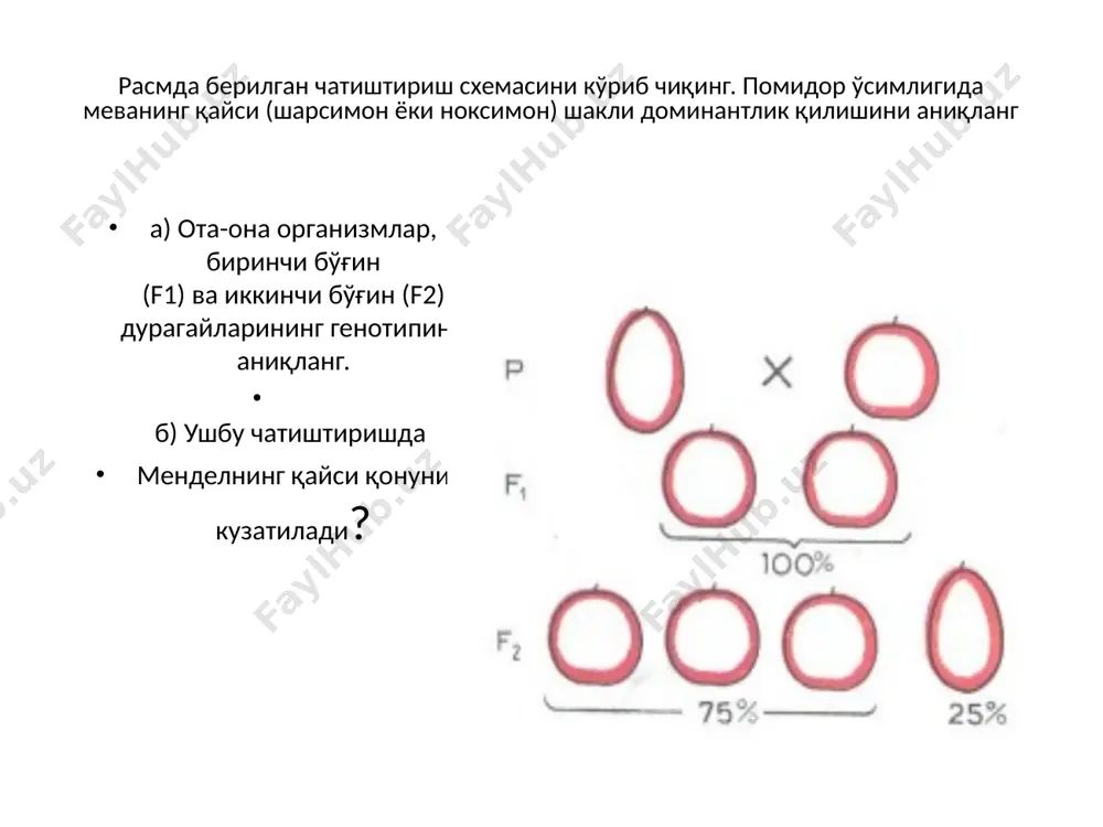 белгиларни ирсийланишида генларнинг узаро таъсири турлари. комплементар ва эпистаз таъсири. хромосомалар морфологияси - Page 5